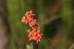 Fewflowered milkweed